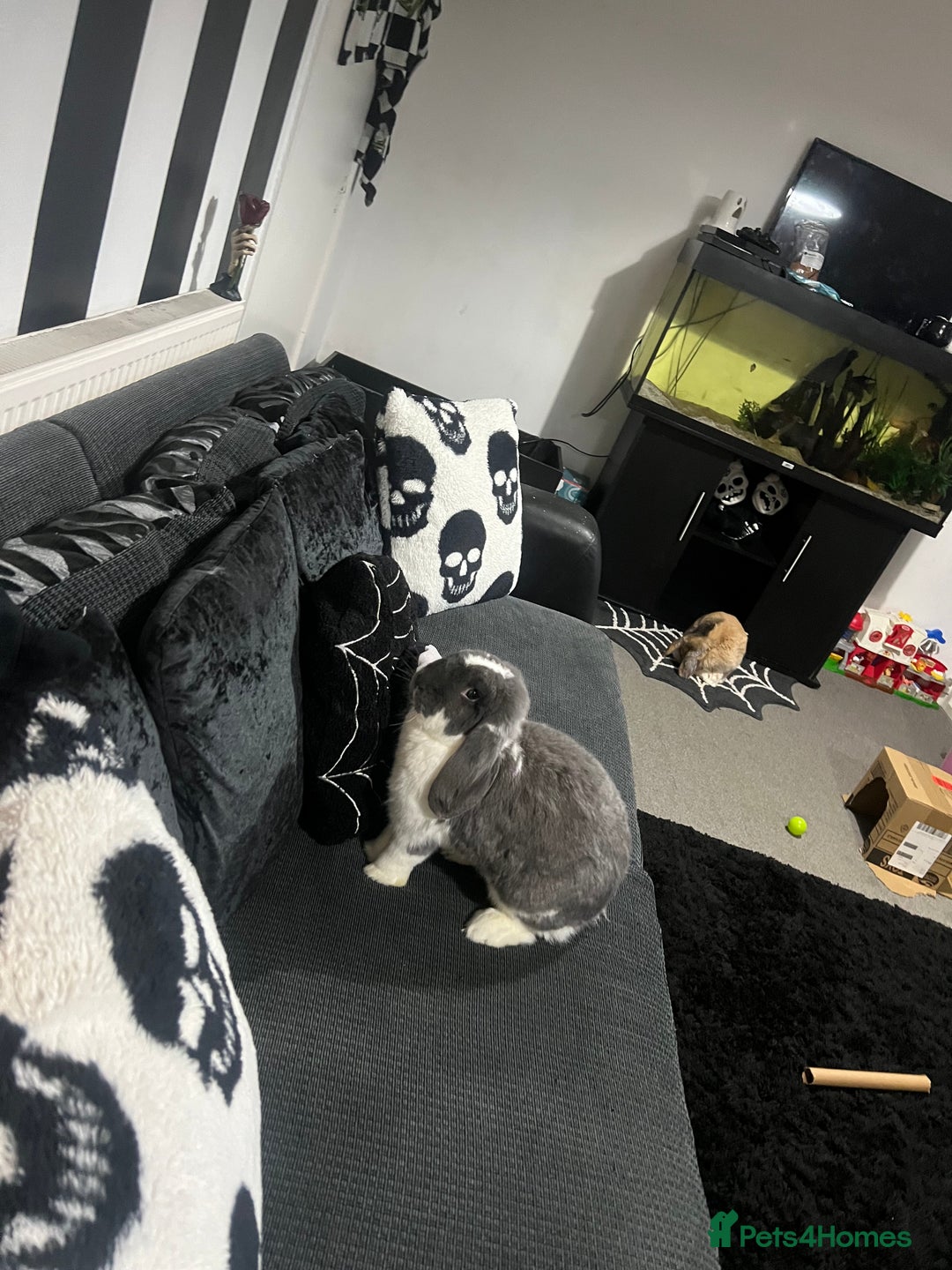 Mixed Breed rabbits for sale: 2 free free roam bunnies - Advert 2