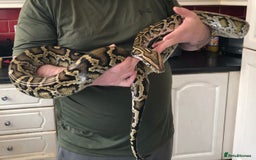 Python Snake reptiles for sale: Make burmoise python  - Image 2
