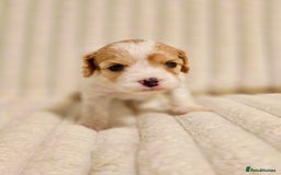 Cavapoo dogs for sale: Adorable Cavapoo Pups fully health tested parents - Image 37