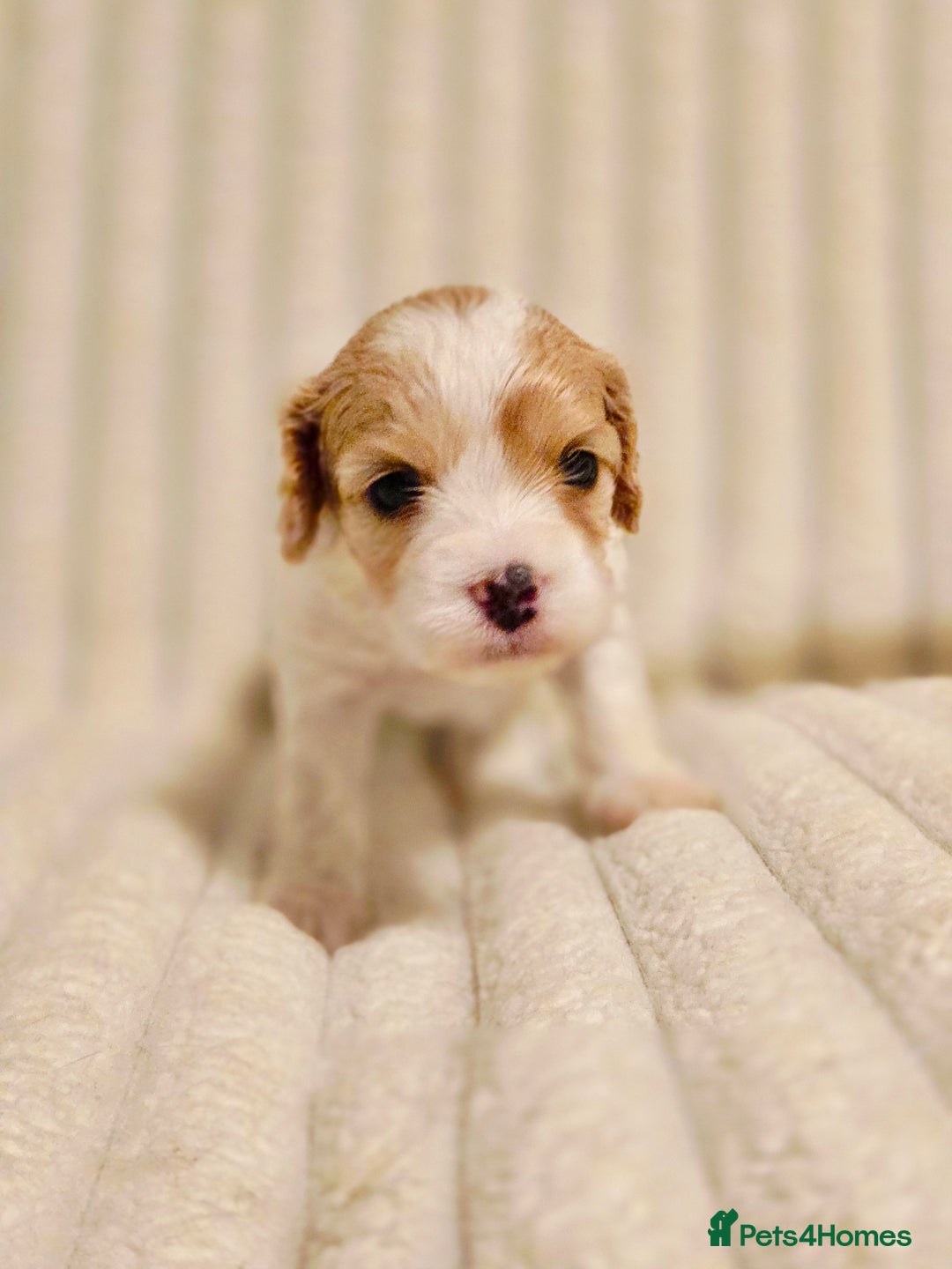 Cavapoo dogs for sale: Adorable Cavapoo Pups fully health tested parents - Image 37