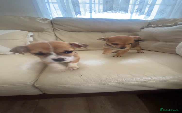 Jug dogs - Advert 3