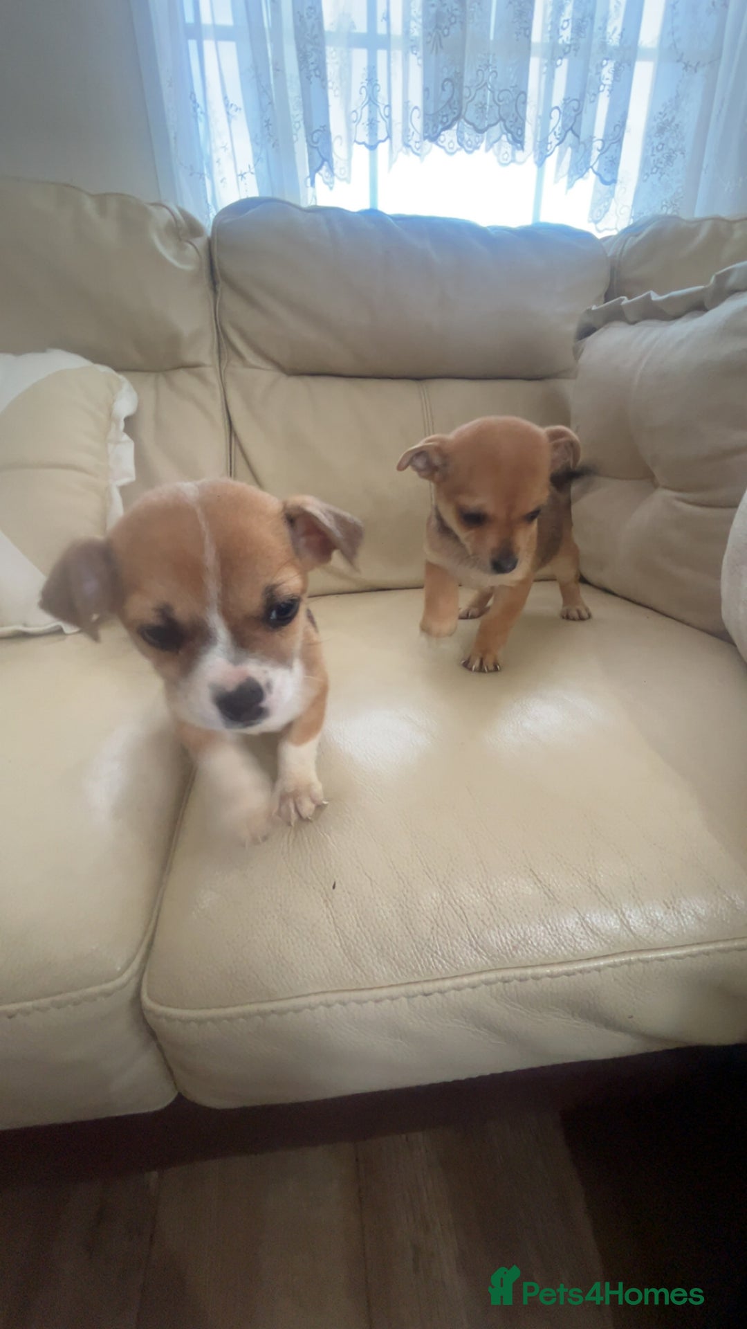 Jug dogs for sale: Mr m Ward  - Image 1