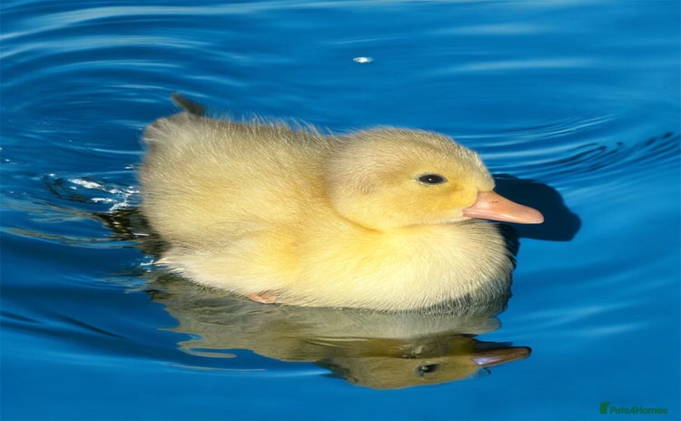 Ducks poultry - Advert 2