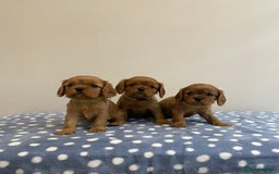 Cavalier King Charles Spaniel dogs for sale: Cavalier King Charles  - Image 6