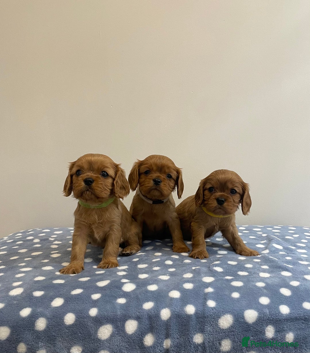 Cavalier King Charles Spaniel dogs for sale: Cavalier King Charles  - Image 6