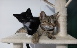 Mixed Breed cats for sale: Kittens  - Image 15