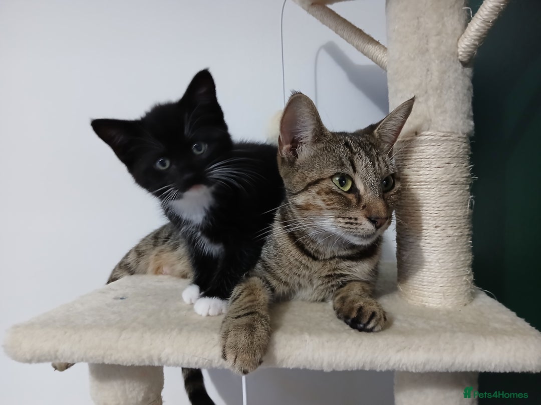 Mixed Breed cats for sale: Kittens  - Image 15