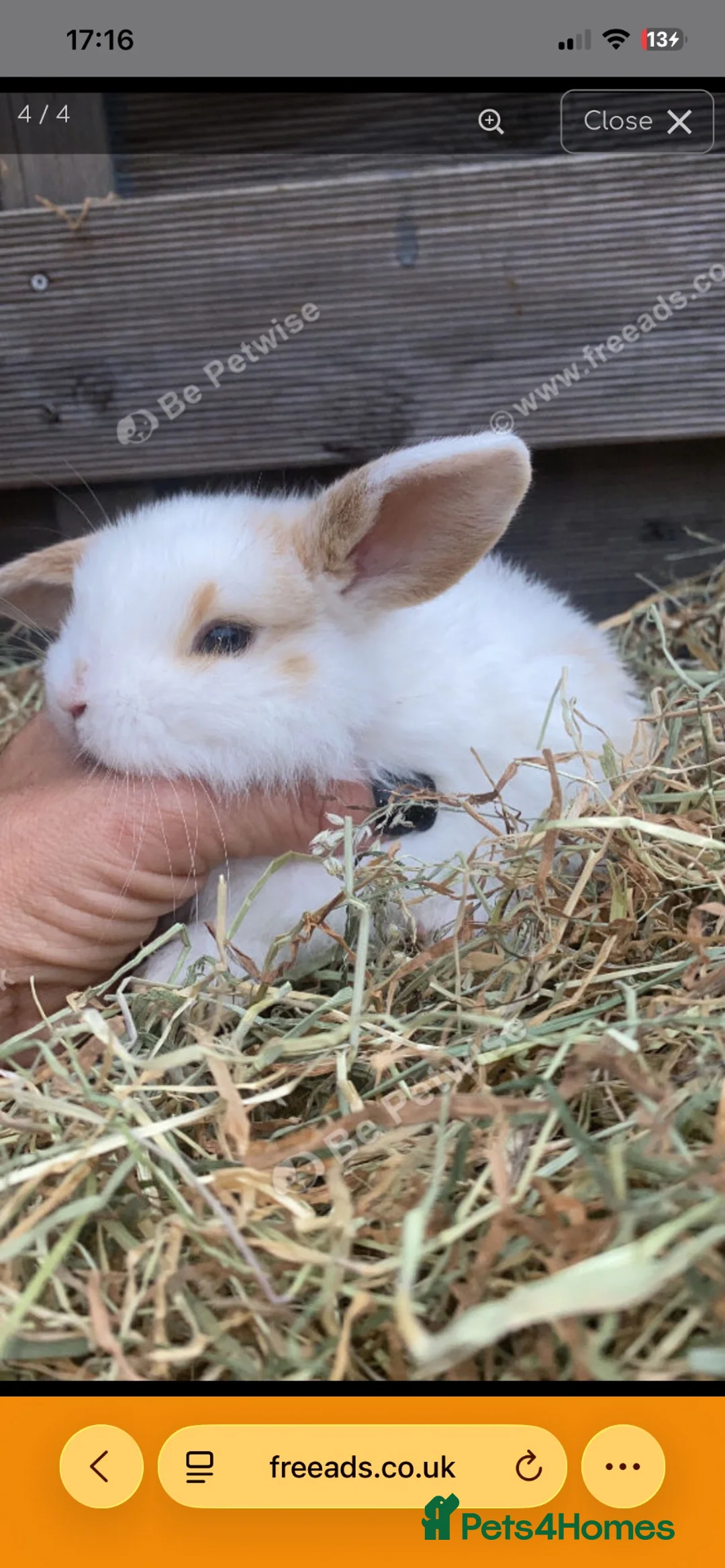 Mixed Breed rabbits for sale: Beautiful male baby rabbits for sale  in Liverpool - Advert 2