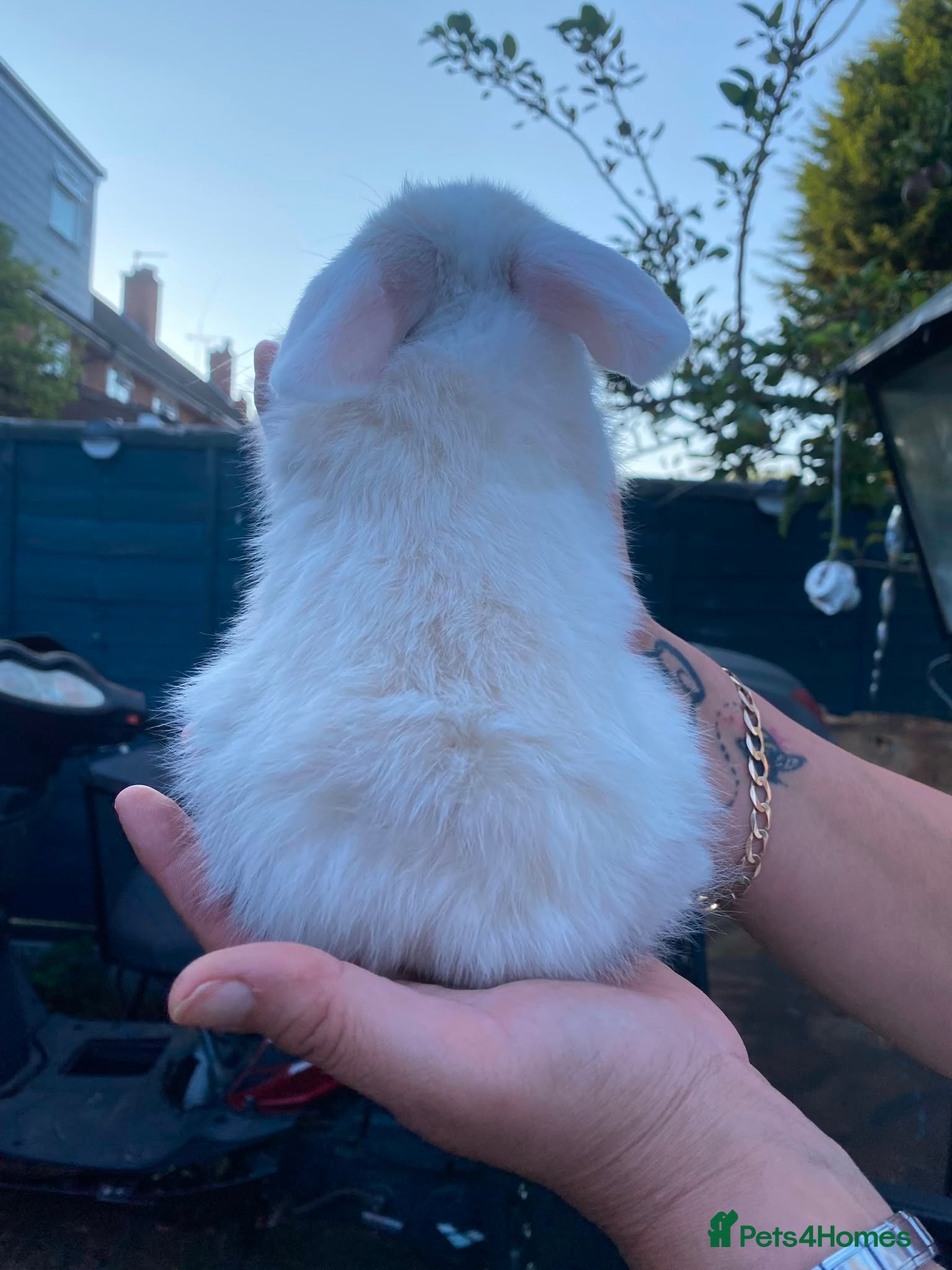 Mini Lop rabbits Mini lop rabbits - Advert 2