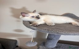 Ragdoll cats for sale: All Rehomed Thankyou  - Image 7