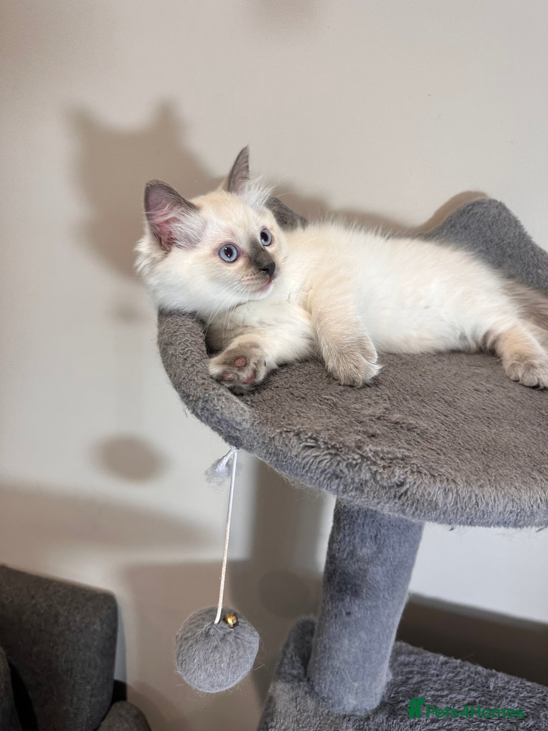 Ragdoll cats for sale: All Rehomed Thankyou  - Image 7