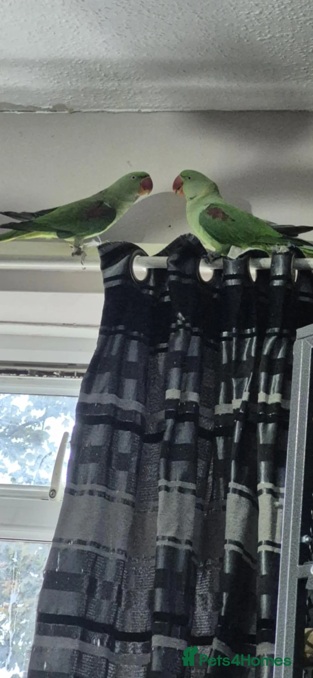 Parakeets birds for sale: Bonded pair of alexandrine  - Advert 9