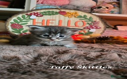 Maine Coon cats for sale: Stunning Xl Mainecoon Kittens  - Image 4