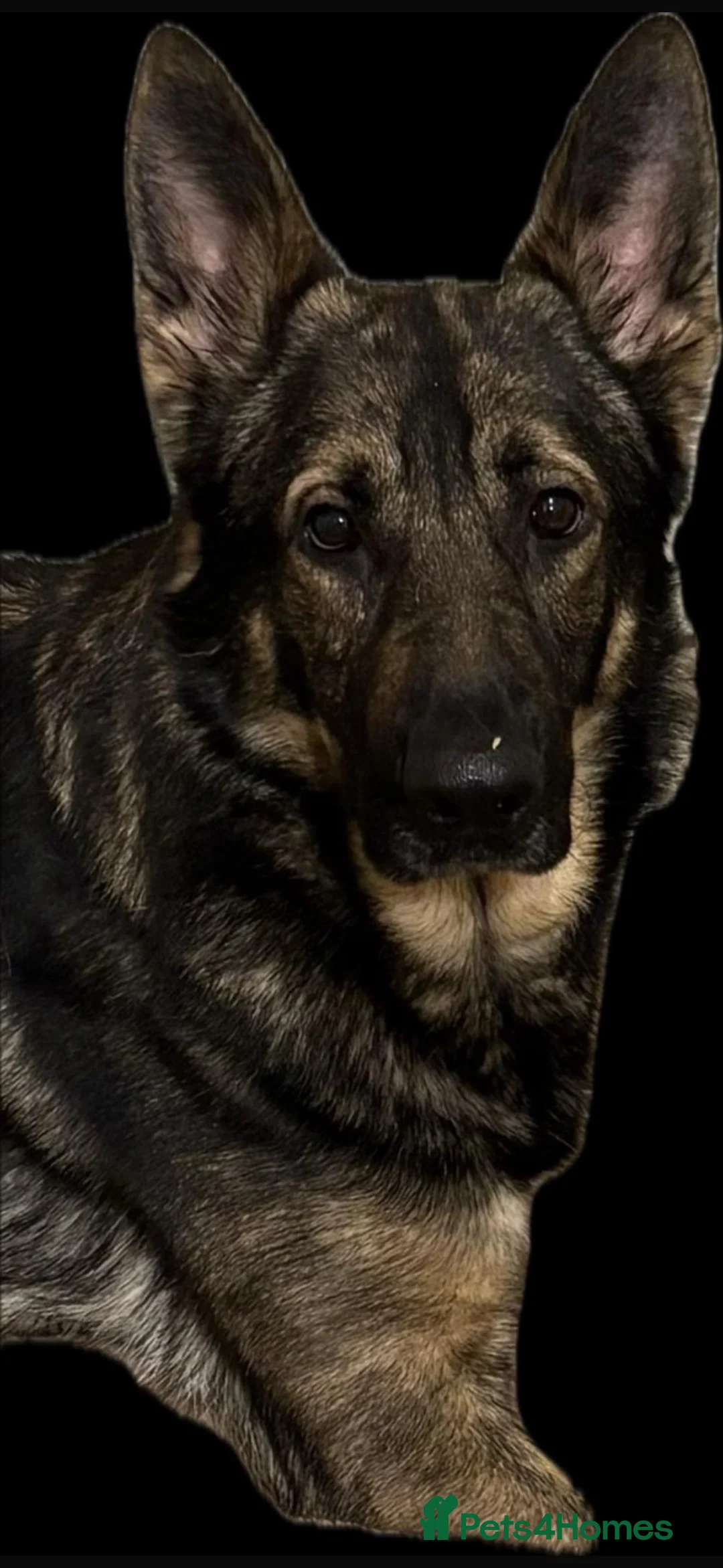 German Shepherd dogs for sale: German Shepard male  in Lincoln - Advert 4