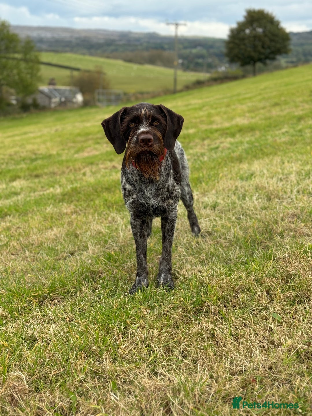 German Wirehaired Pointer dogs for sale: Pedigree German Wirehaired Pointer Pups.  - Advert 2