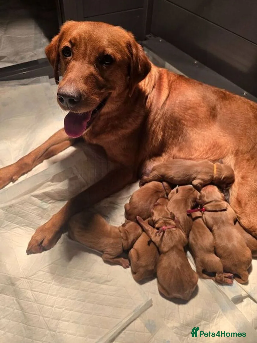 Labrador Retriever dogs for sale: Boy Fox Red Labrador Puppies in Barnsley - Advert 1
