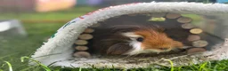 Guinea Pig rodents for sale: Guinea pig boarding in Herne bay - Advert 13