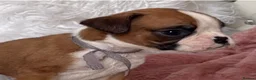 Boxer dogs for sale: Beautiful boxer puppies  - Advert 8