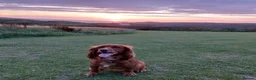 Cocker Spaniel dogs for stud: Kc registered, Pedigree stud. in Gloucester - Advert 1
