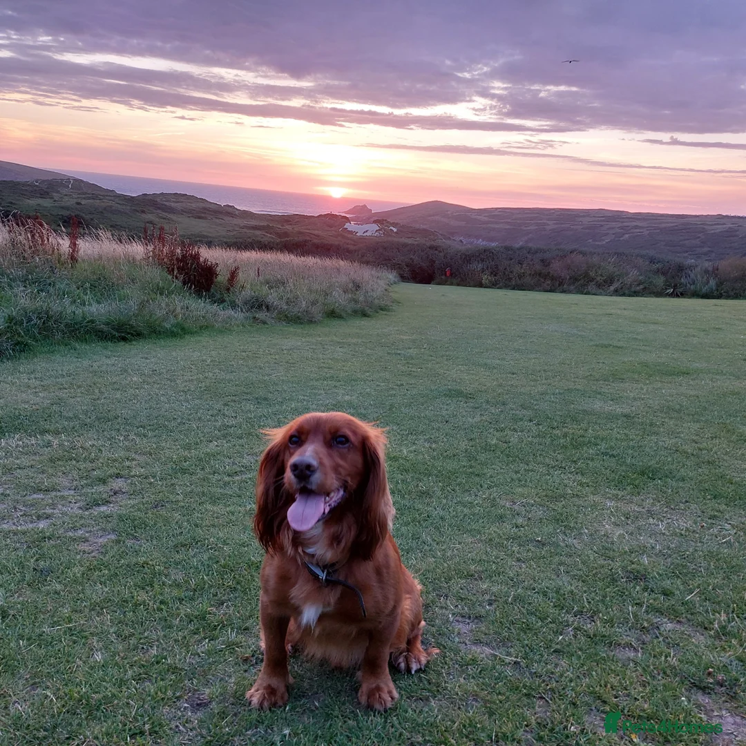 Cocker Spaniel dogs for stud: Kc registered, Pedigree stud. in Gloucester - Advert 1