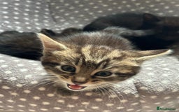 Mixed Breed cats for sale: Kittens for sale  - Image 4