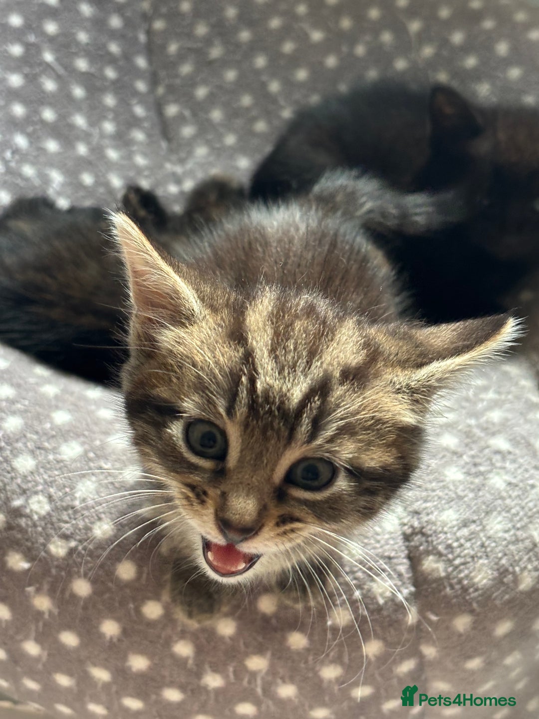 Mixed Breed cats for sale: Kittens for sale  - Image 4