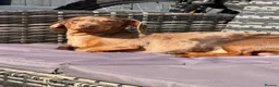 Dachshund dogs for stud: Miniature Dachshund for stud  in Newbiggin-by-the-Sea - Advert 2