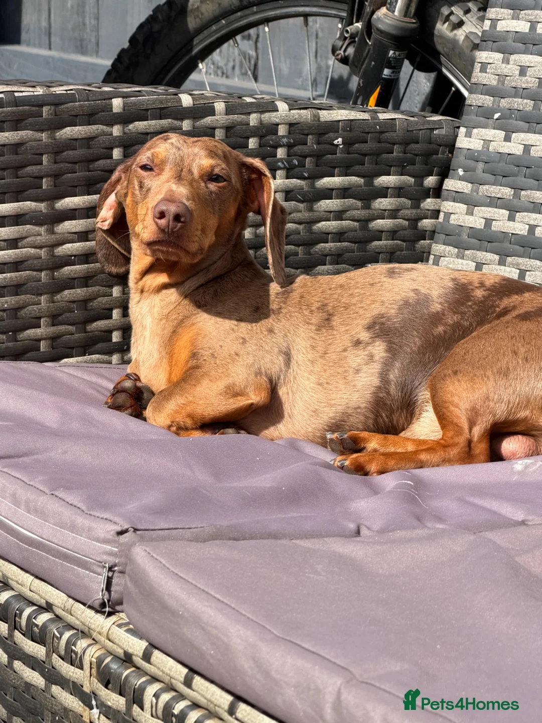 Dachshund dogs for stud: Miniature Dachshund for stud  in Newbiggin-by-the-Sea - Advert 2