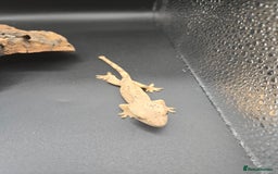 Gecko reptiles for sale: Baby Crested Geckos - Image 11