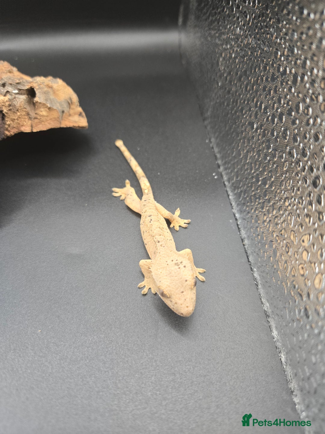 Gecko reptiles for sale: Baby Crested Geckos - Image 11