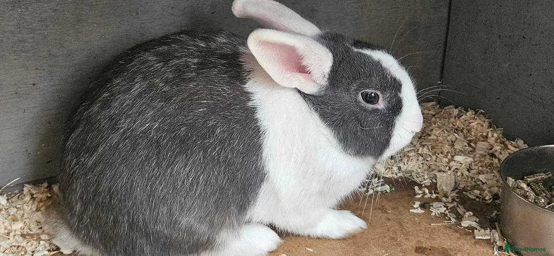 Netherland Dwarf rabbits for sale: Teddy the rabbit and his five kits - Advert 1