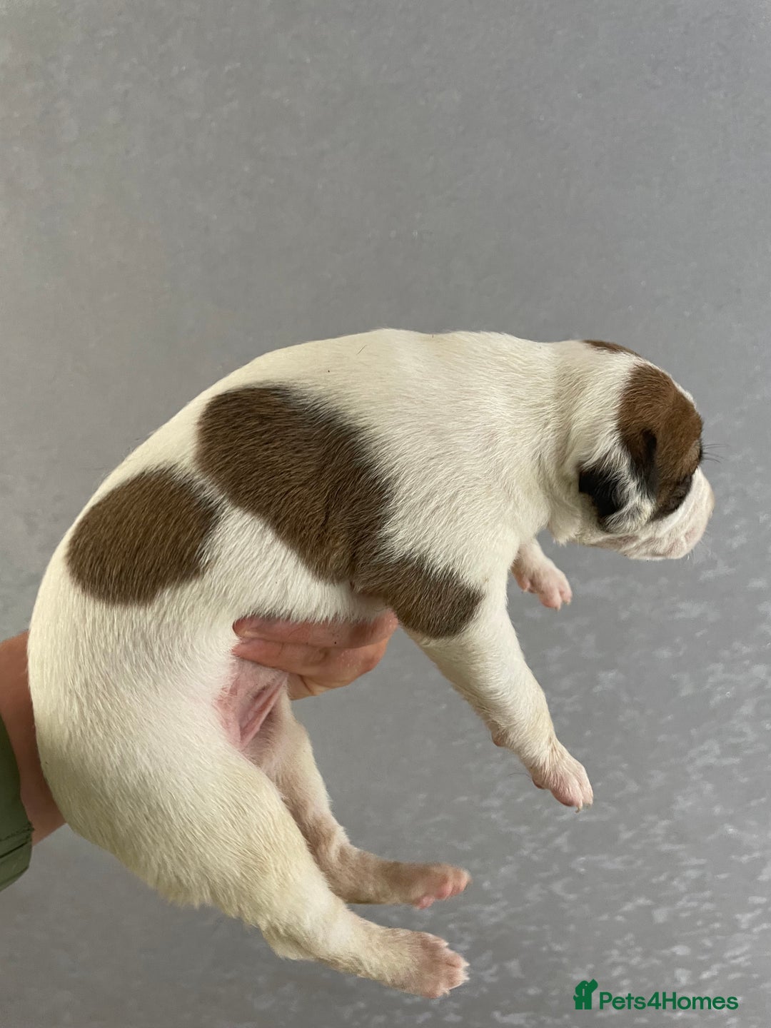 Mixed Breed dogs for sale: Bedlington whippet cross kc reg whippet - Image 3