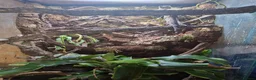 Mixed Breed reptiles for sale: Red eyed green tree frogs and madagascan gecko  - Advert 3