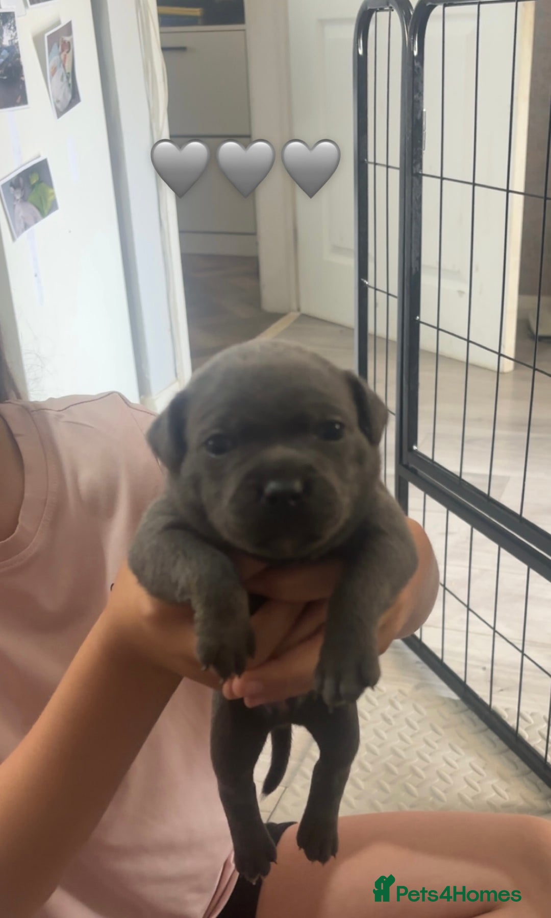 Staffordshire Bull Terrier dogs for sale: Piro daughter & Pharon (Bullscaff) pups for sale - Image 10