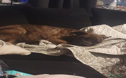 Mixed Breed dogs for sale: Presa canario Cross American bully  - Image 6