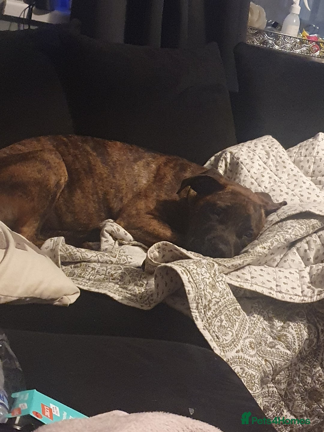 Mixed Breed dogs for sale: Presa canario Cross American bully  - Image 6