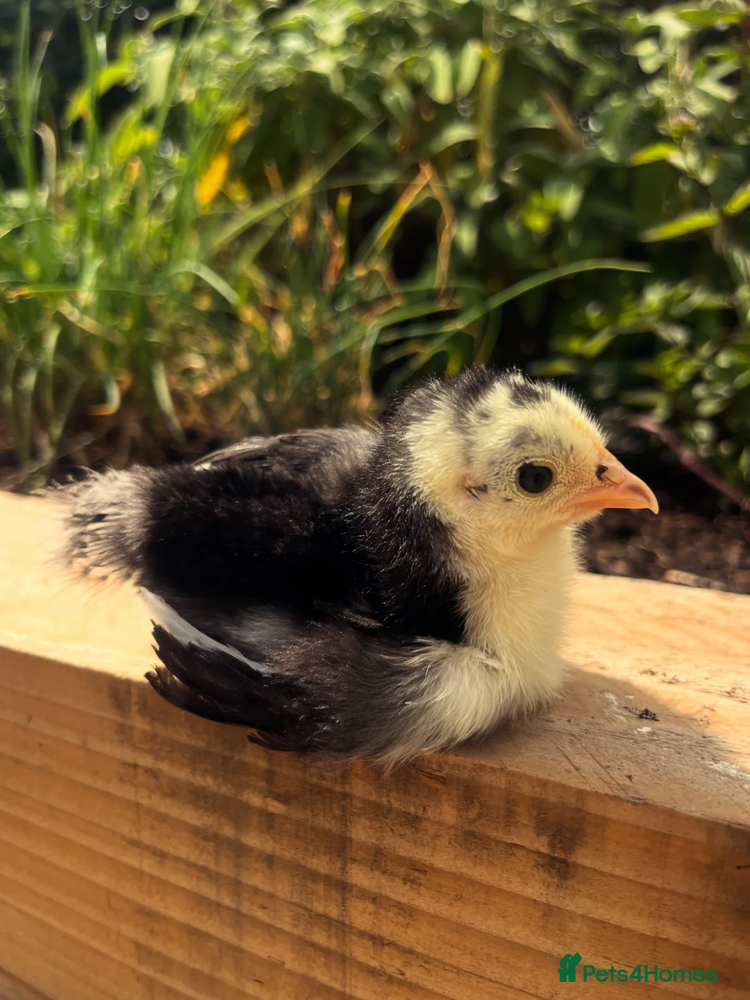 Chickens poultry for sale: Baby Chicks  - Advert 5