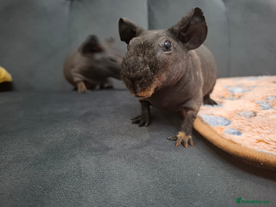 Guinea Pig rodents for sale: Adorable skinny boars - Advert 5