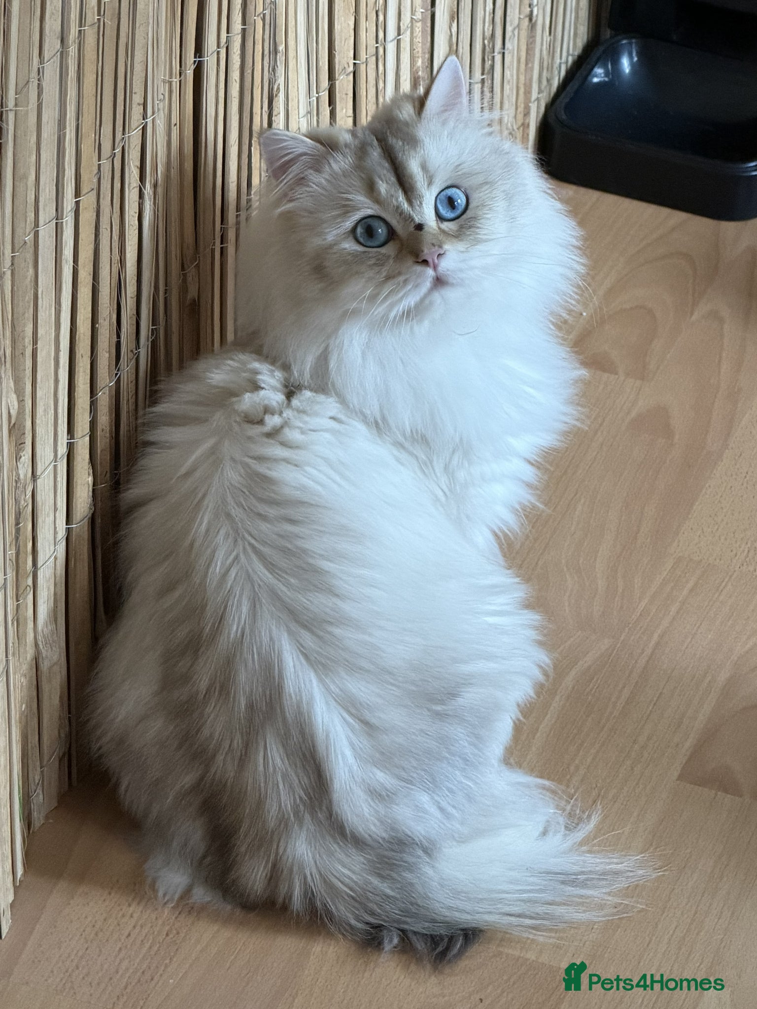 British Shorthair cats for sale: Stunning British shorthair & Longhair kittens - Advert 23