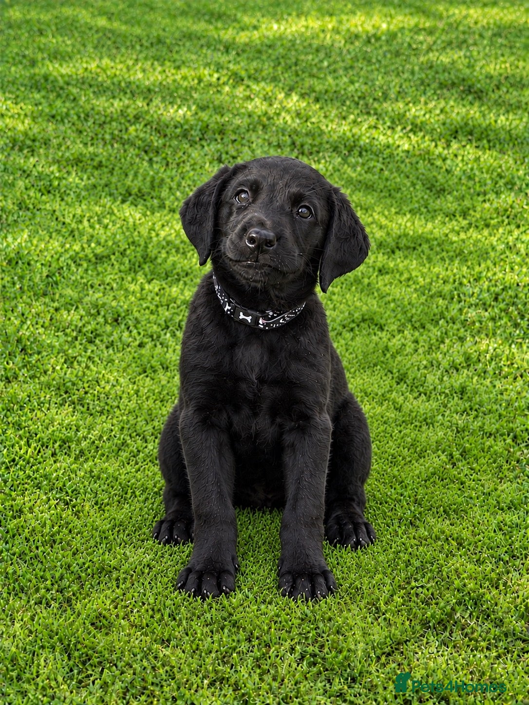 Labrador Retriever dogs Superb Working Labrador Puppies - Advert 1