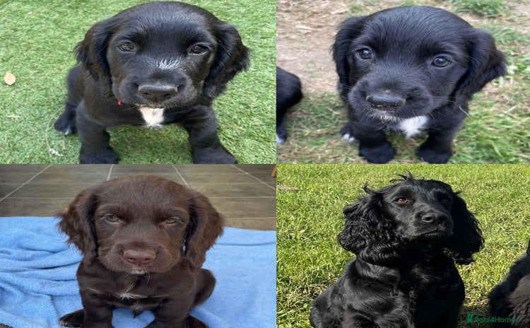 Cocker Spaniel dogs - Advert 1