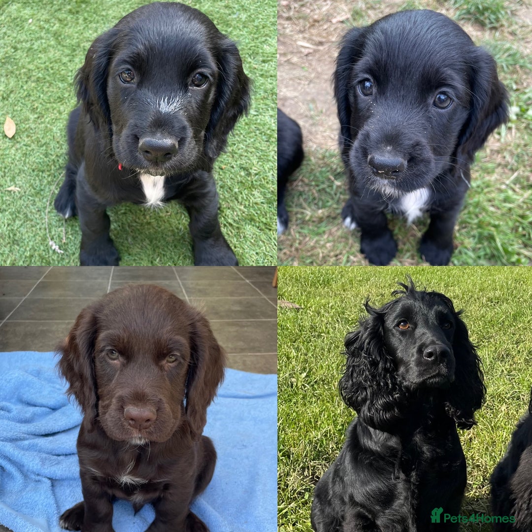 Cocker Spaniel dogs for sale: Working Cocker Spaniel puppies - Image 1