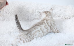 Bengal cats for sale: 😻OUTSTANDING SHOW BENGALS. SHOW WINNING PARENTS🏆 - Image 15