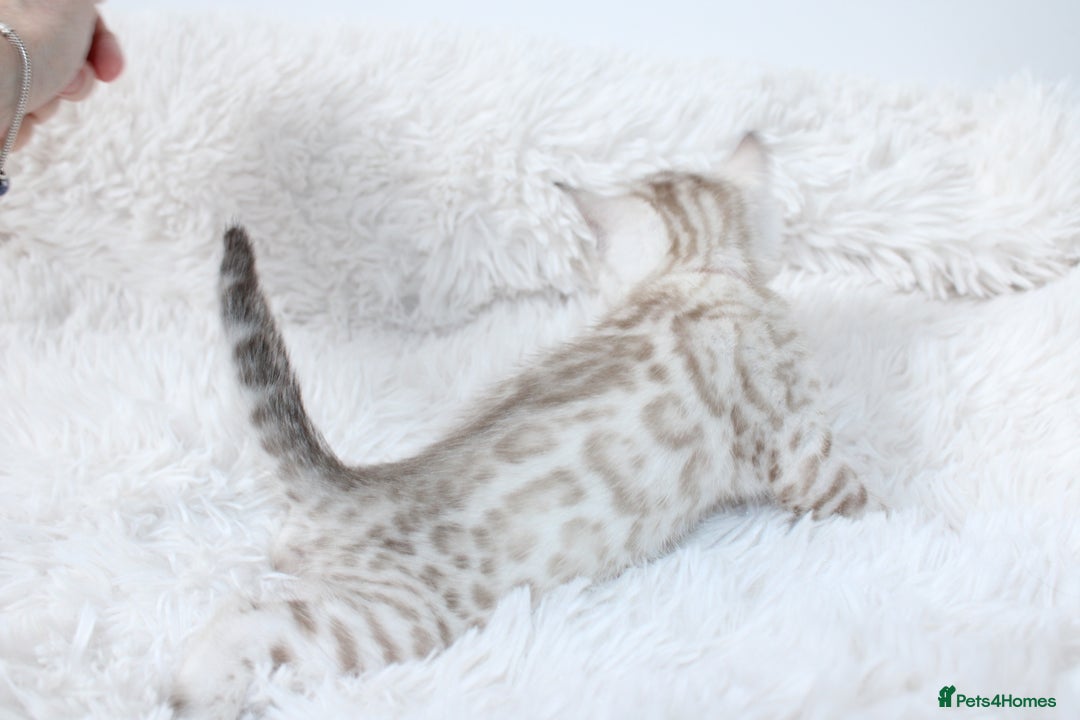 Bengal cats for sale: 😻OUTSTANDING SHOW BENGALS. SHOW WINNING PARENTS🏆 - Image 15