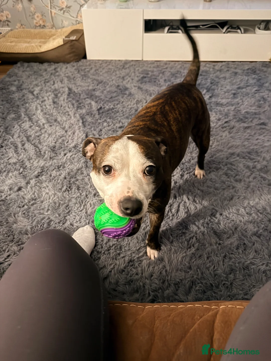 Staffordshire Bull Terrier dogs for stud: 3 year old female looking for stud  - Advert 1
