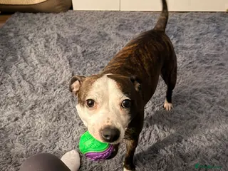 Staffordshire Bull Terrier dogs 3 year old female looking for stud - Advert 1