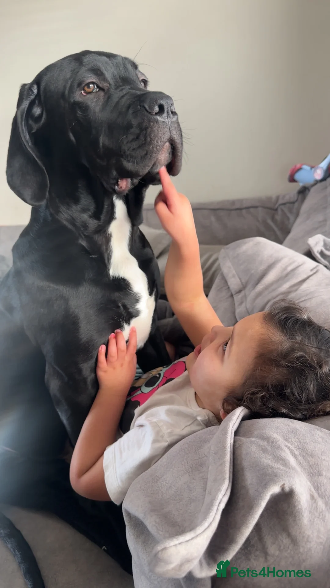 Mixed Breed dogs for sale: Cane corso/ Great Dane💓💓💖💖 - Advert 6