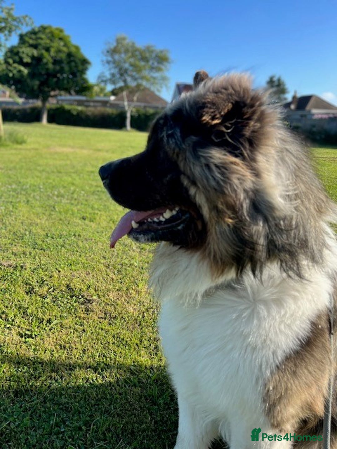 Akita dogs for sale: Stunning 5yr-old Male Akita needs a new home. - Advert 4