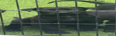 Belgian Shepherd Dog 3