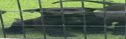 Belgian Shepherd Dog dogs for sale: Dutch Herder Puppies - Ready to Leave On Halloween - Advert 4